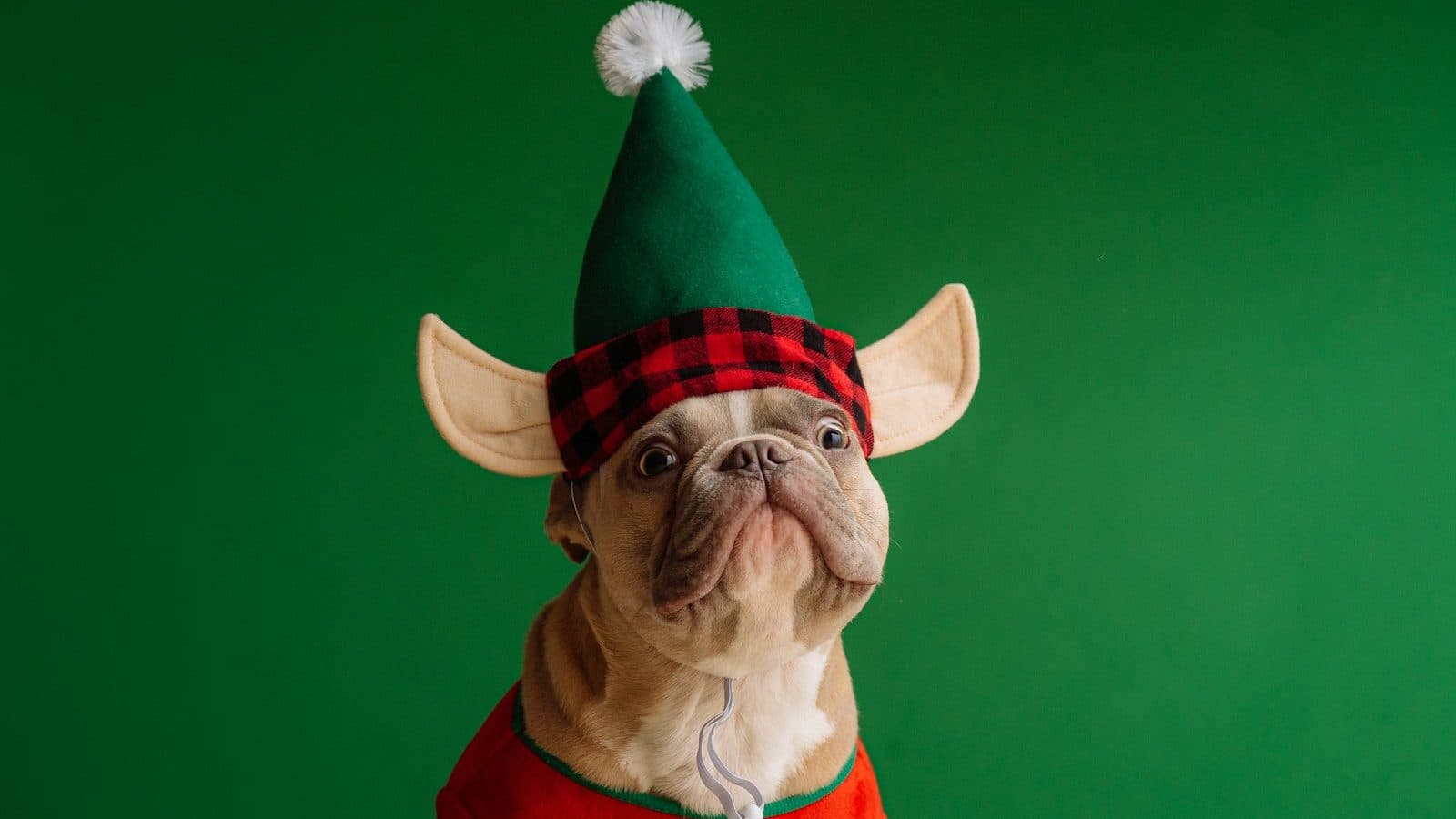 brown pug wearing santa hat